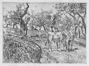 Cattle Amongst Olive Trees